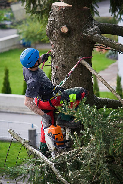 Best Emergency Tree Removal  in Covedale, OH